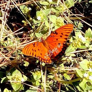 🔖 ✨ 🦋  Living Butterfly 🦋  Like For Sales 🔖